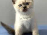 Sevimli Blue Point British Shorthair Erkek Yavrumuz