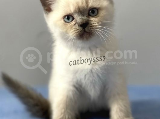 Sevimli Blue Point British Shorthair Erkek Yavrumuz