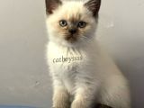 Sevimli Blue Point British Shorthair Erkek Yavrumuz