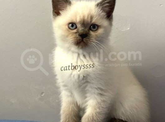 Sevimli Blue Point British Shorthair Erkek Yavrumuz görsel
