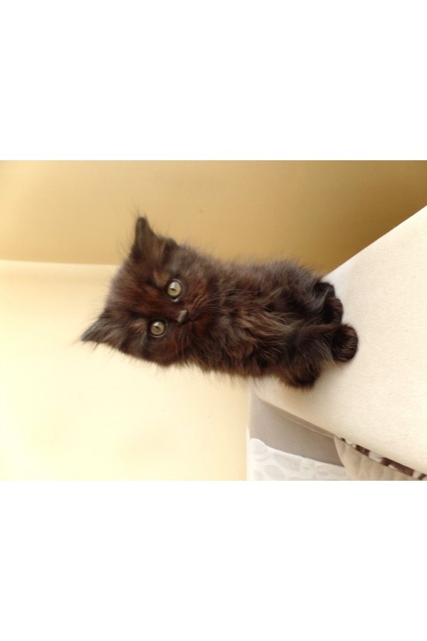 Scottish Fold Ve Scottish Straight Yavrular