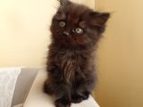 Scottish Fold Ve Scottish Straight Yavrular
