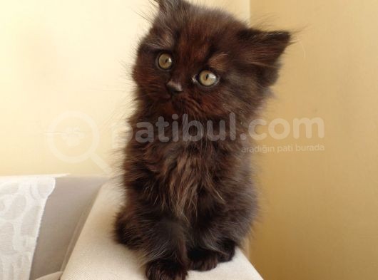 Scottish Fold Ve Scottish Straight Yavrular görsel