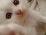 Scottish Fold Ve Scottish Straight Yavrular