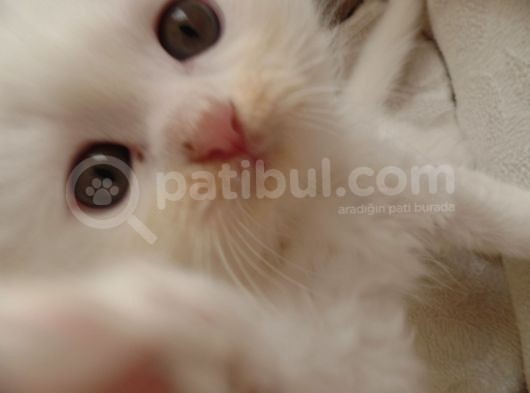 Scottish Fold Ve Scottish Straight Yavrular görsel