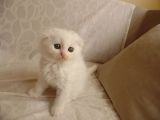 Scottish Fold Ve Scottish Straight Yavrular