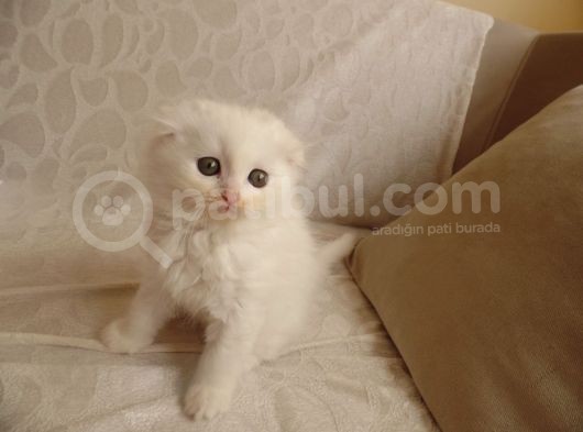Scottish Fold Ve Scottish Straight Yavrular görsel