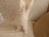 Scottish Fold Ve Scottish Straight Yavrular