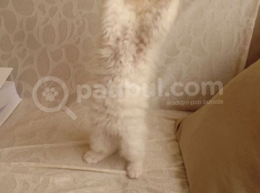 Scottish Fold Ve Scottish Straight Yavrular görsel