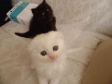 Scottish Fold Ve Scottish Straight Yavrular