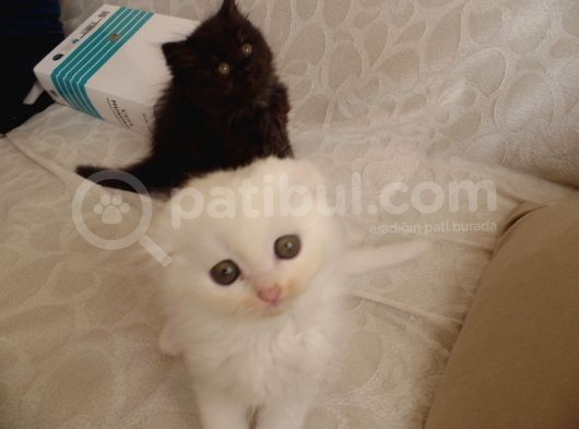 Scottish Fold Ve Scottish Straight Yavrular görsel