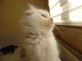 Scottish Fold Ve Scottish Straight Yavrular