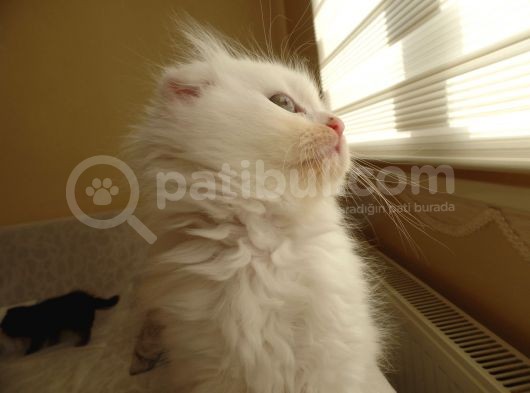 Scottish Fold Ve Scottish Straight Yavrular görsel
