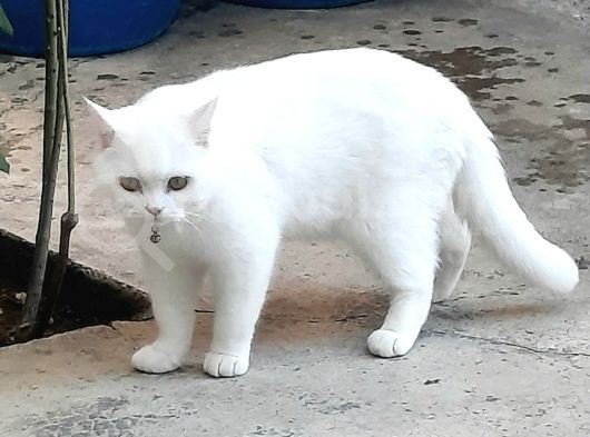 Daha Uysalı Yok Tosun Yeni Ailesini Arıyor görsel