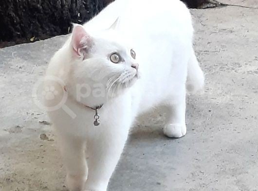 Daha Uysalı Yok Tosun Yeni Ailesini Arıyor görsel