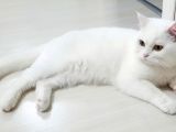 Daha Uysalı Yok Tosun Yeni Ailesini Arıyor