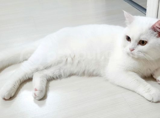 Daha Uysalı Yok Tosun Yeni Ailesini Arıyor görsel