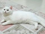 Daha Uysalı Yok Tosun Yeni Ailesini Arıyor