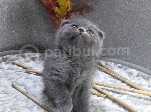 Şampiyon Soydan görsel