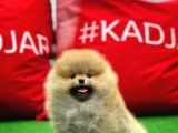Ayı Surat Pomeranian Boo Yavrularımız