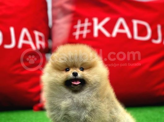 Ayı Surat Pomeranian Boo Yavrularımız görsel