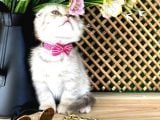 Scottish Fold Kızımız
