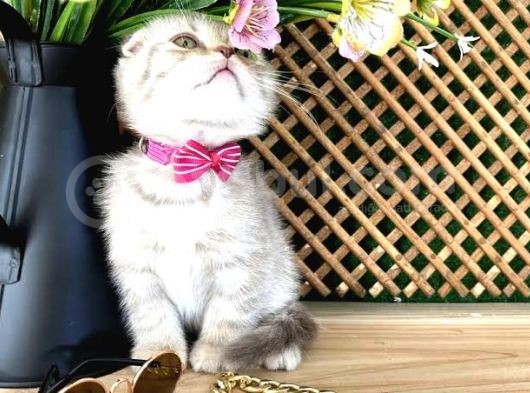 Scottish Fold Kızımız görsel