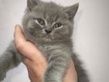 Erkek British Shorthair