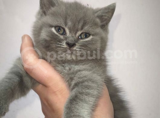 Erkek British Shorthair görsel