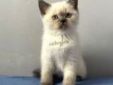Sevimli Blue Point British Shorthair Erkek Yavrumuz