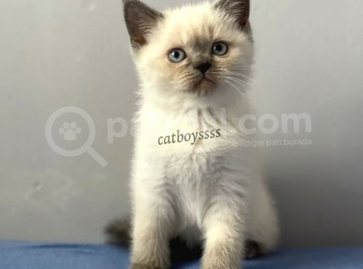 Sevimli Blue Point British Shorthair Erkek Yavrumuz görsel