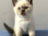 Sevimli Blue Point British Shorthair Erkek Yavrumuz