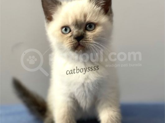 Sevimli Blue Point British Shorthair Erkek Yavrumuz görsel