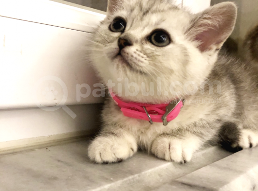 2 Eşsiz Güzel Kedi görsel