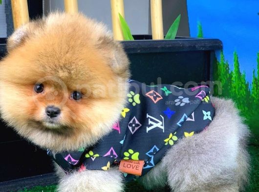 Aa Kalite T-Cup Yakışıklı Pomeranian Oğlumuz Fanta görsel