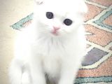 Scottish Fold