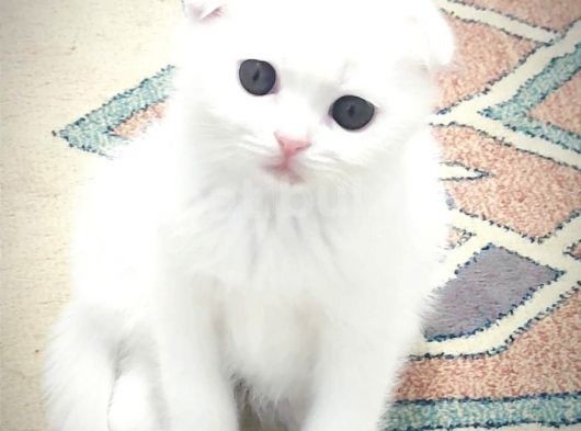 Scottish Fold