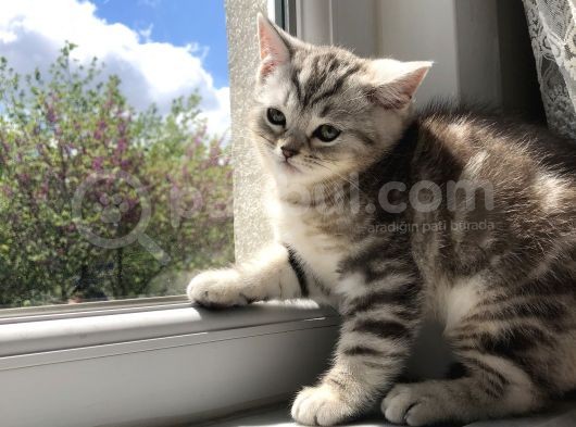 2 Eşsiz Güzel Kedi görsel
