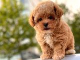 Mi̇ni̇ Boy Toy Poodle Yavrular