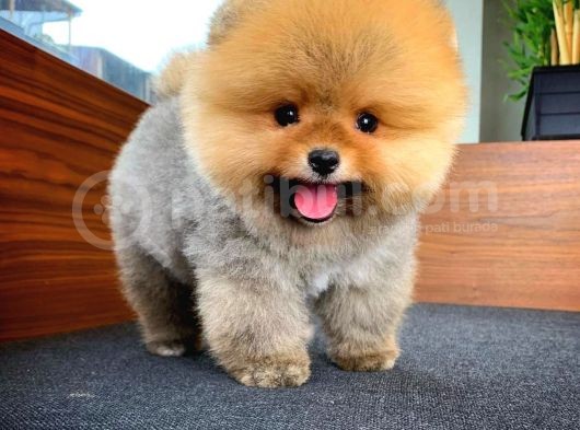 Aa Kalite T-Cup Yakışıklı Pomeranian Oğlumuz Fanta