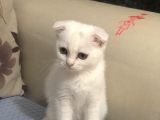 Güzeller Güzeli Dişi