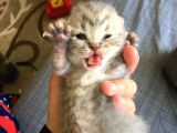 Scottish Fold Tabby