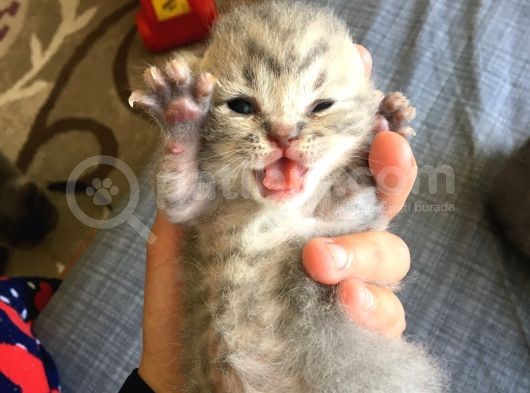 Scottish Fold Tabby görsel