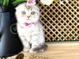 Scottish Fold Kızımız