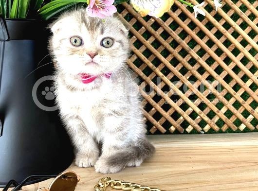 Scottish Fold Kızımız görsel