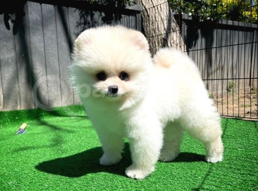 Irk Ve Sağlık Garantili Pomeranian Boo Yavrularımız görsel