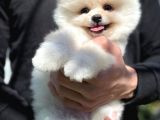 Irk Ve Sağlık Garantili Pomeranian Boo Yavrularımız