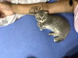 Scottish Fold Tabby