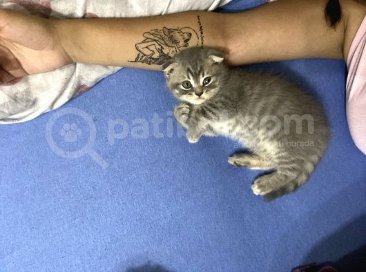 Scottish Fold Tabby görsel