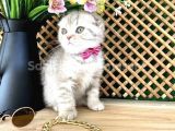Scottish Fold Kızımız